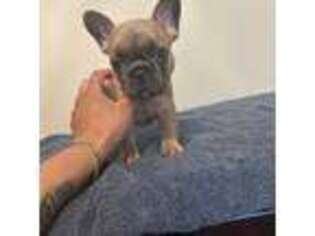 French Bulldog Puppy for sale in Fayetteville, NC, USA