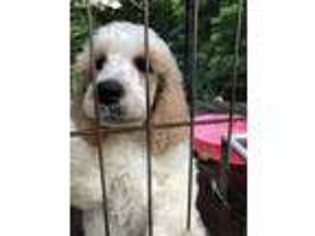 Mutt Puppy for sale in Chestertown, MD, USA
