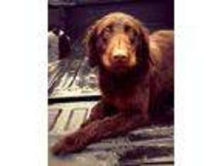Labradoodle Puppy for sale in Mount Vernon, OH, USA