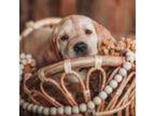 Labrador Retriever Puppy for sale in Yelm, WA, USA