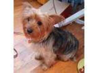 Yorkshire Terrier Puppy for sale in Closter, NJ, USA