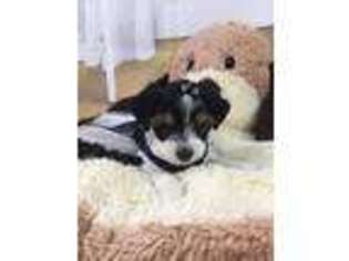 Biewer Terrier Puppy for sale in Nickelsville, VA, USA