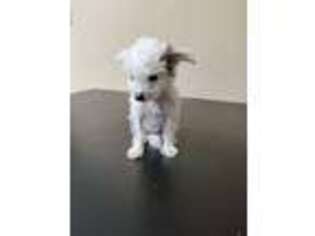 Chinese Crested Puppy for sale in North Huntingdon, PA, USA