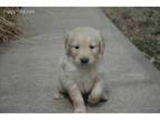 Golden Retriever Puppy for sale in Oak Grove, MO, USA