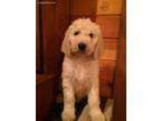 Goldendoodle Puppy for sale in Armagh, PA, USA