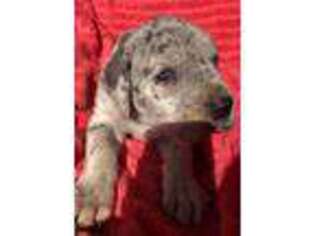 Great Dane Puppy for sale in Benson, NC, USA