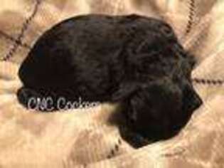 Cock-A-Poo Puppy for sale in Fort Scott, KS, USA