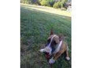 Bull Terrier Puppy for sale in Lipan, TX, USA