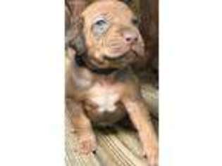 Rhodesian Ridgeback Puppy for sale in Woodville, TX, USA