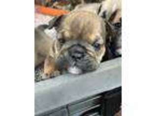Bulldog Puppy for sale in Pittsfield, MA, USA