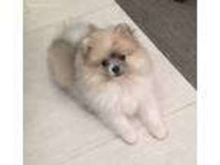 Pomeranian Puppy for sale in Wake Forest, NC, USA