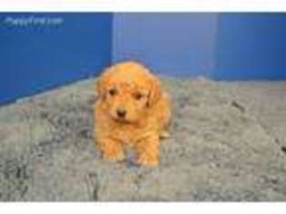 Labradoodle Puppy for sale in Fountain Inn, SC, USA