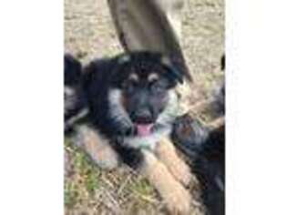 German Shepherd Dog Puppy for sale in Jacksonville, NC, USA