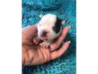 Boston Terrier Puppy for sale in Terrebonne, OR, USA