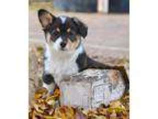 Pembroke Welsh Corgi Puppy for sale in Chillicothe, MO, USA