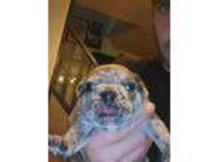 Frenchie Pug Puppy for sale in Rensselaer, NY, USA