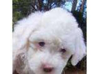 Shih-Poo Puppy for sale in Fairburn, GA, USA
