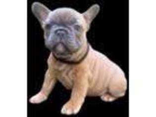 French Bulldog Puppy for sale in Pryor, OK, USA