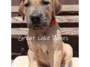 Great Dane Puppy for sale in Allendale, MI, USA
