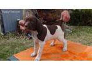 German Shorthaired Pointer Puppy for sale in Emmett, ID, USA