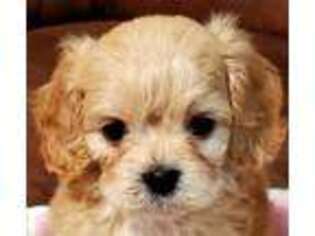 Cavachon Puppy for sale in Doon, IA, USA