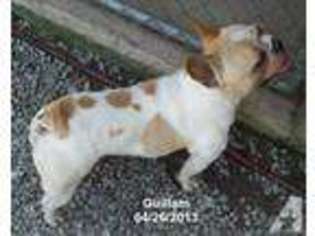 French Bulldog Puppy for sale in MC DAVID, FL, USA