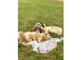 Basset Hound Puppy for sale in Omaha, AR, USA
