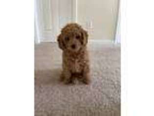 Goldendoodle Puppy for sale in Carmel, IN, USA