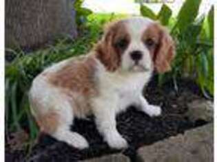 Cavalier King Charles Spaniel Puppy for sale in Hopewell, PA, USA