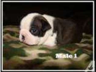 Boston Terrier Puppy for sale in CANAL WINCHESTER, OH, USA