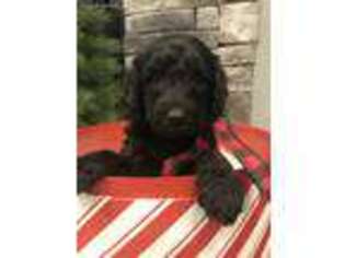 Labradoodle Puppy for sale in College Corner, OH, USA
