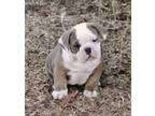 Olde English Bulldogge Puppy for sale in Norman, OK, USA