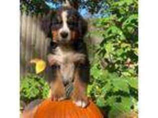 Bernese Mountain Dog Puppy for sale in Suffern, NY, USA