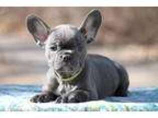 French Bulldog Puppy for sale in Marshall, VA, USA