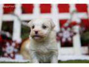 Maltese Puppy for sale in Lake Mills, IA, USA