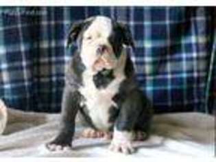 Olde English Bulldogge Puppy for sale in Paradise, PA, USA
