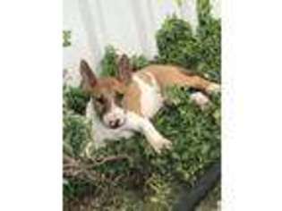 Bull Terrier Puppy for sale in Priddy, TX, USA