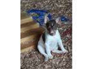Rat Terrier Puppy for sale in Checotah, OK, USA