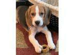 Beagle Puppy for sale in Port Saint Lucie, FL, USA