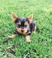Yorkshire Terrier Puppy for sale in Forest City, IA, USA