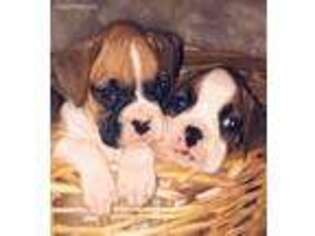 Boxer Puppy for sale in Bonne Terre, MO, USA
