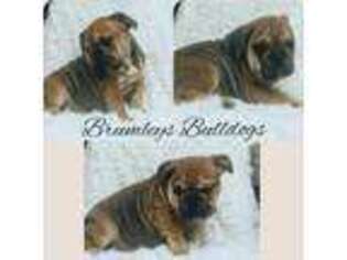 Bulldog Puppy for sale in Branford, FL, USA