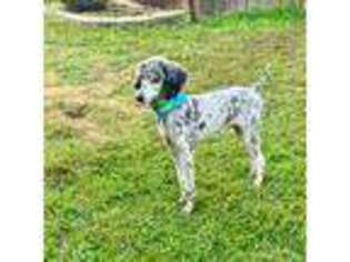Mutt Puppy for sale in Barbourville, KY, USA