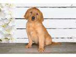 Golden Retriever Puppy for sale in Saint George, UT, USA