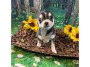 Chihuahua Puppy for sale in Starr, SC, USA