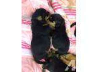 Rottweiler Puppy for sale in NEW HAVEN, CT, USA