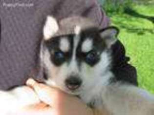 Siberian Husky Puppy for sale in South Whitley, IN, USA