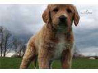 Labradoodle Puppy for sale in Harrisburg, PA, USA