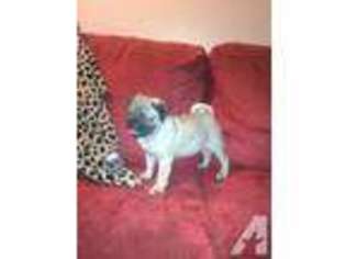 Pug Puppy for sale in NORCO, CA, USA