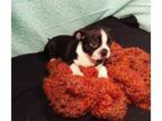 Boston Terrier Puppy for sale in Hudson, SD, USA